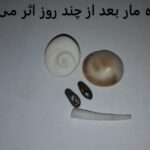 مهره مار بعد از چند روز اثر می کند؟ مهره مار بعد از چند روز اثر می کند؟